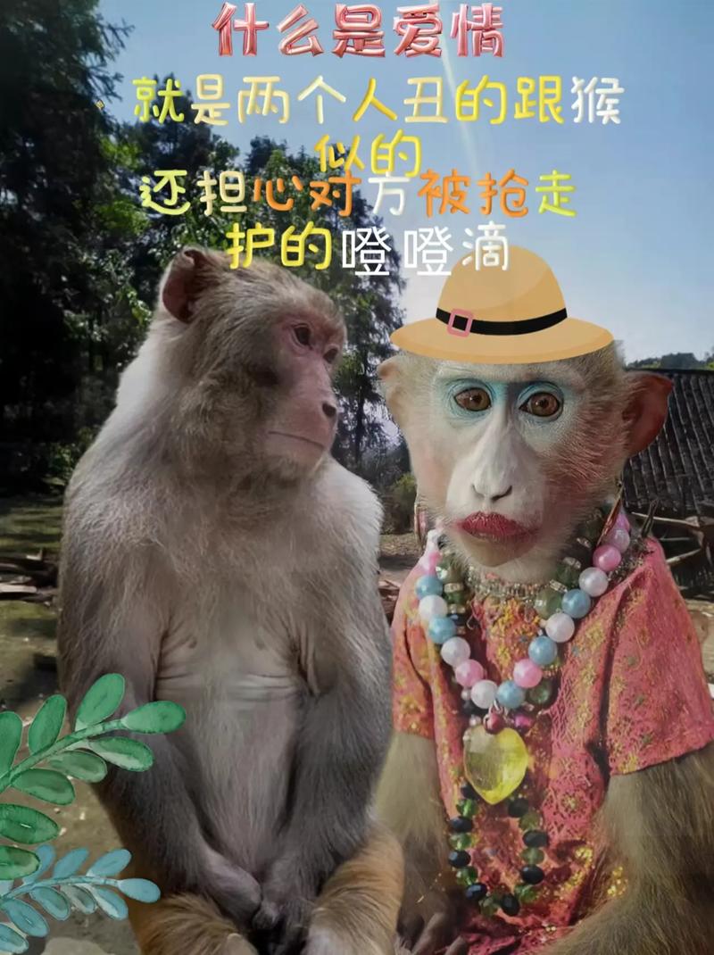 澳门管家婆一特一中和车钥匙逗猴被猴抢走与猴子车钥匙