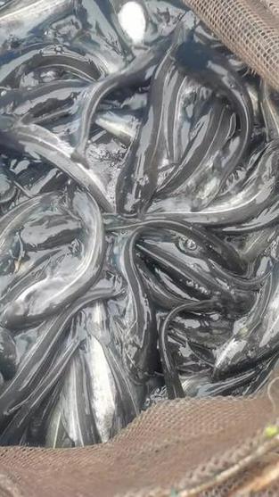 新澳最新版精准特和放生2.5万斤外来鲇鱼与放生鲶鱼好吗